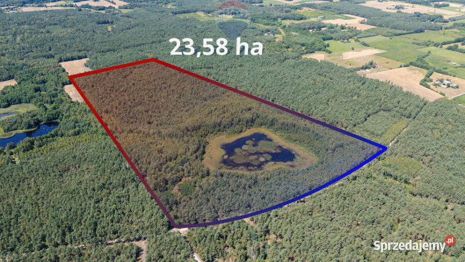 Duża działka z lasem i oczkiem wodnym 1m Sierpc