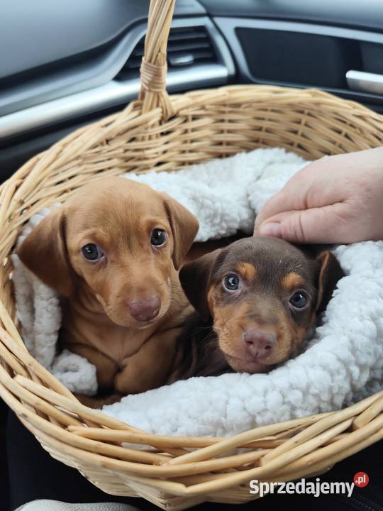 Jamniki krótkowłose suczka Strzegowo