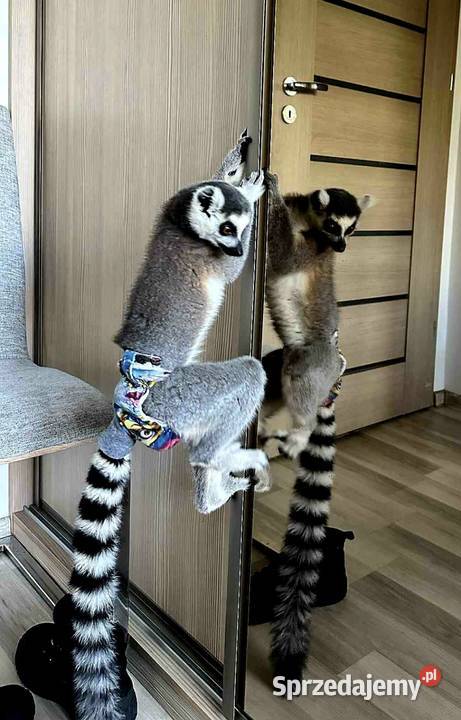 Sprzedam młode Lemury Katta Lemur catta oswojone Żory