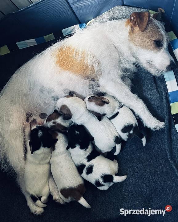 Jack Russell Terrier szczenięta z metrykami ZKwP