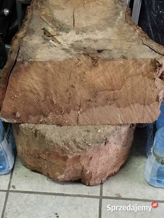 drewno drzewo na opal pieńki Poznań
