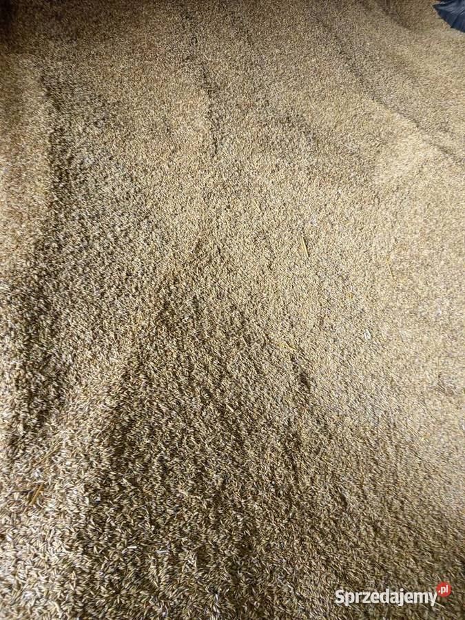 OWIES zwyczajny refleks Piaski