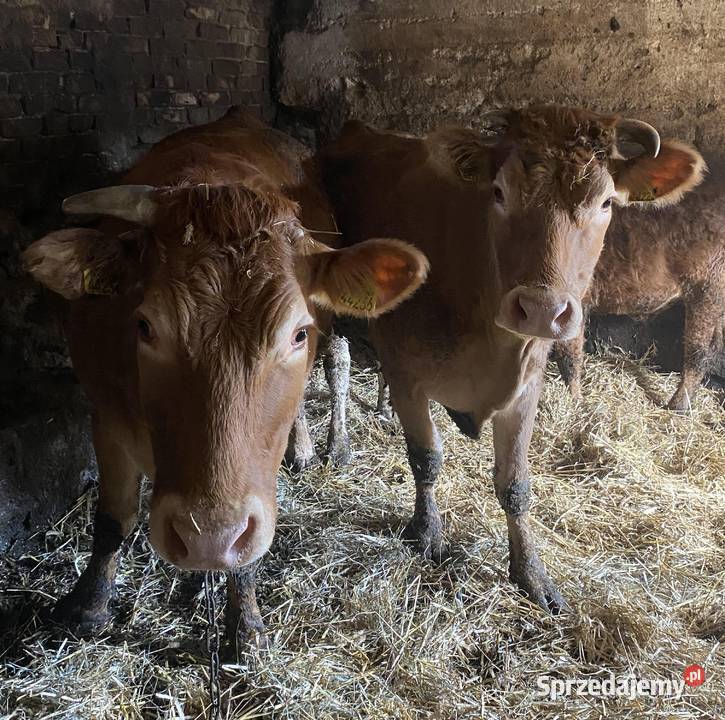 Krowa limousine Działdowo sprzedam