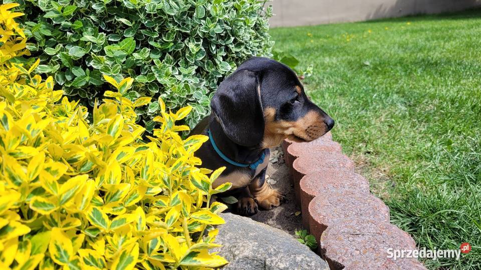 Jamnik Miniaturowy łódzkie