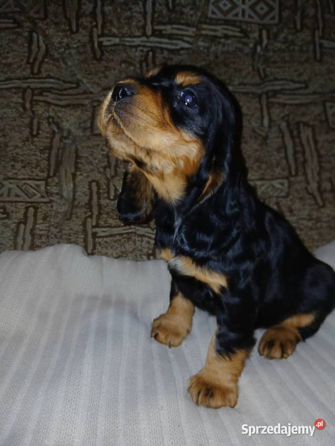 Cocker Spaniel Angielski piesek Sieradz
