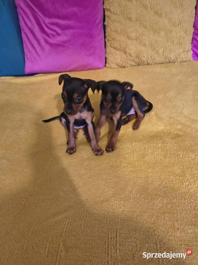 Pinczer miniaturka Tomaszów Mazowiecki