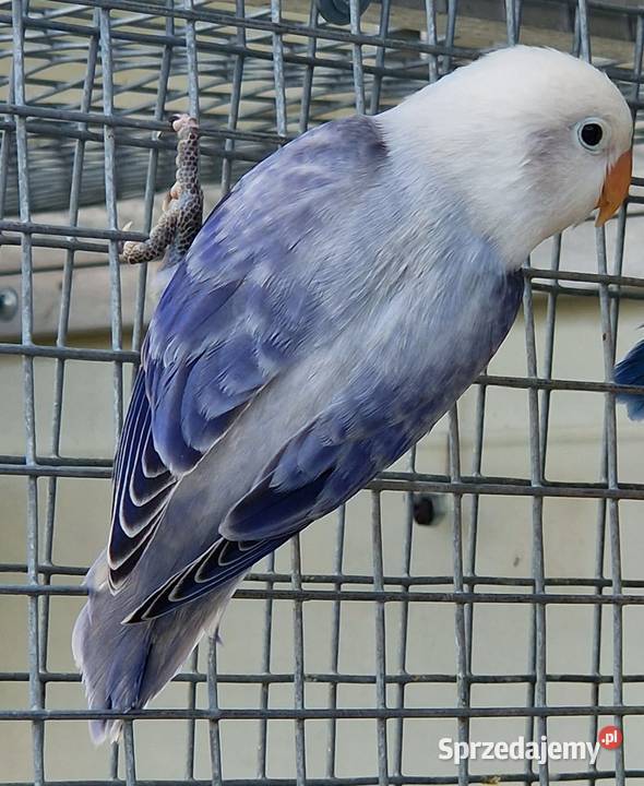 Nierozłączka Fischer Nierozłączki Fischer Wrocław sprzedam