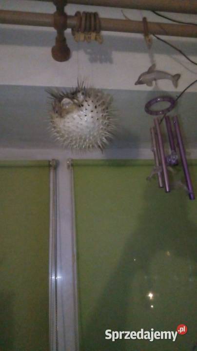 Ryba rozdymka spreparowana Pozostałe Warszawa