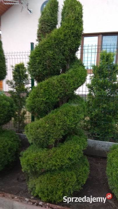 Usługi ogrodnicze i malowanie i budowlane Szczecinek prace ogrodowe