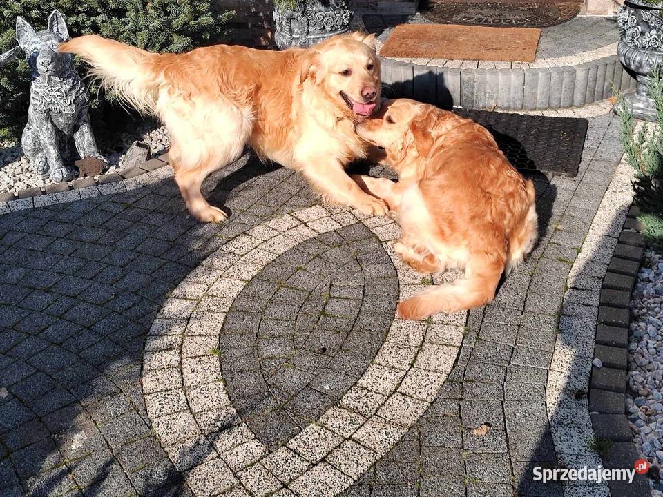 Piękny kremowy Golden Retriever 2 lata łagodny Radomsko