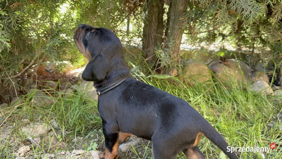 Sprzedam Gończy Polski Szczeniaki małopolskie