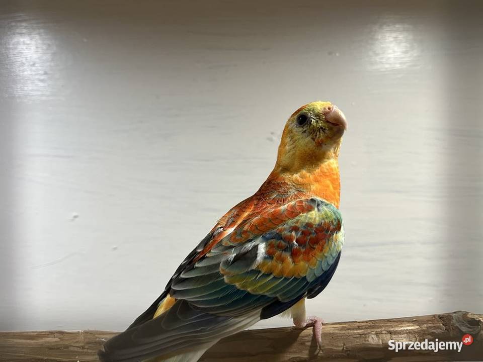 Papugi świergoty Ptaki Łopoń