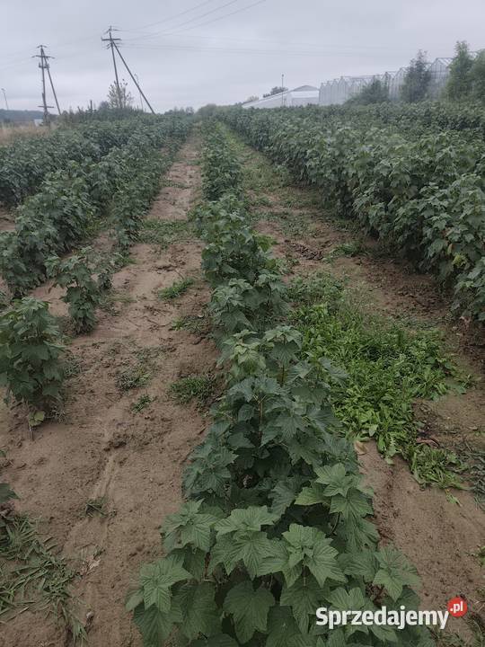 Porzeczki czarne sadzonki Nałęczów