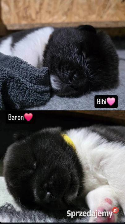 Akita amerykańska Płock sprzedam