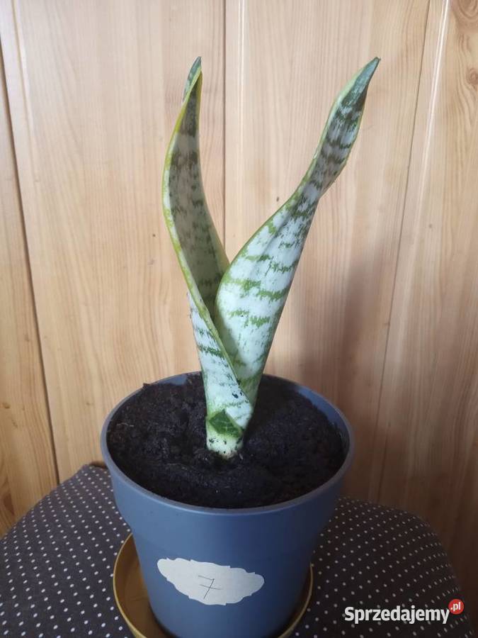 Sansevieria kwiat doniczkowy kwiaty świętokrzyskie