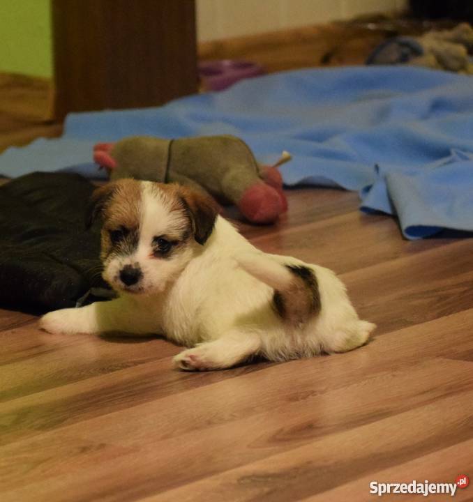 Jack Russell Terrier szczenięta z rodowodem ZKwP