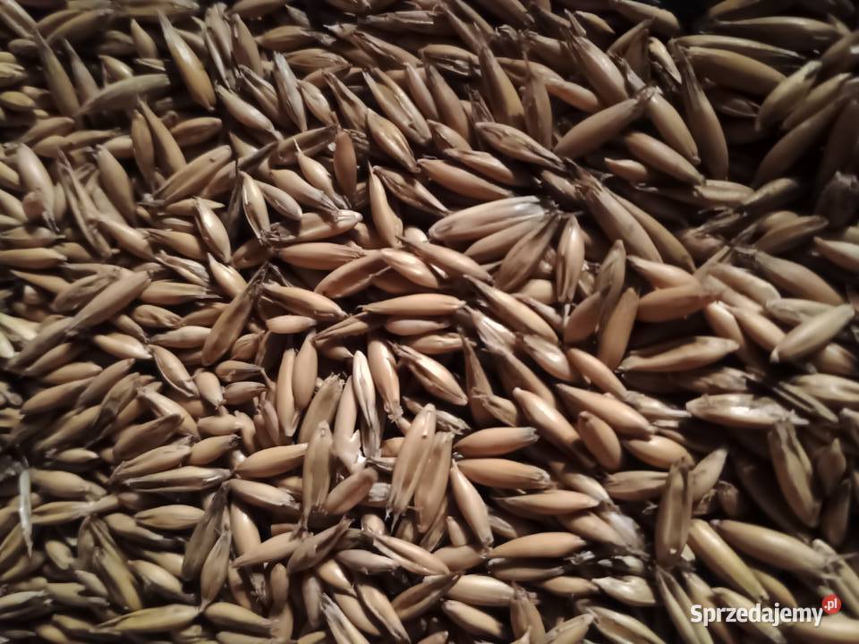 Owies pasza opał pellet ekogroszek transport