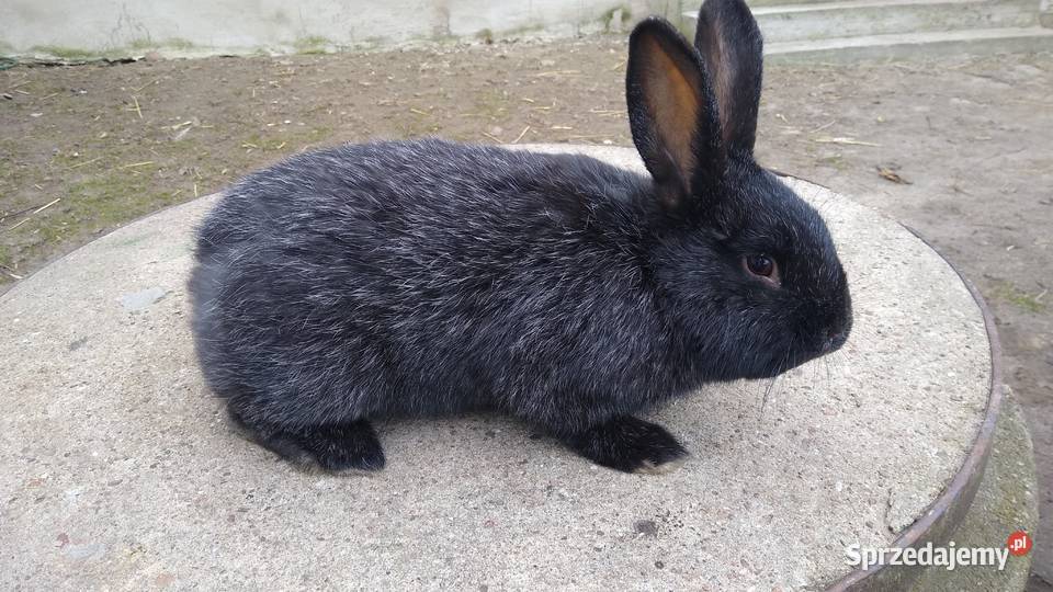 Króliki mieszańce WJS z wiedeński kujawsko-pomorskie Szynwałd