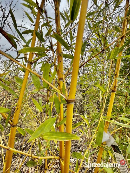 Bambus Phyllostachys Aureosulcata 18l Szczyglice