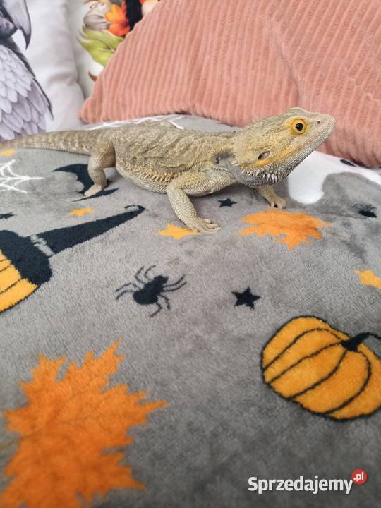 Agama brodata samiec 2 letni mazowieckie