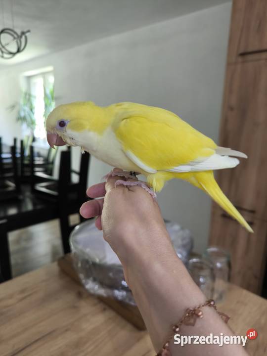 Mnicha nizinna ręcznie karmioną