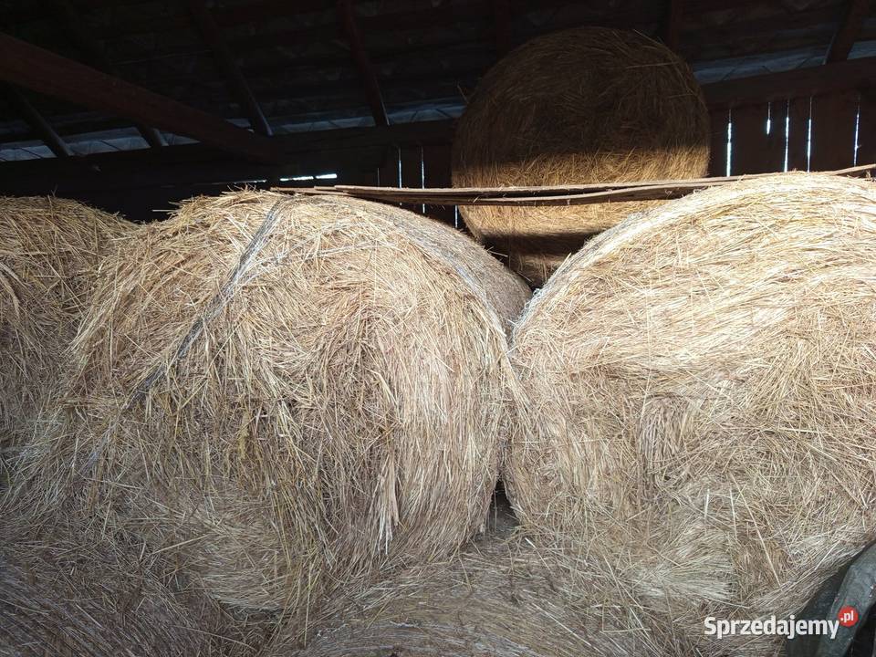 Siano w belach
