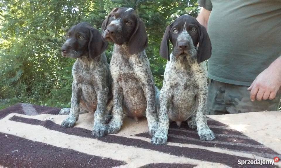 Wyżeł Niemiecki Poddębice