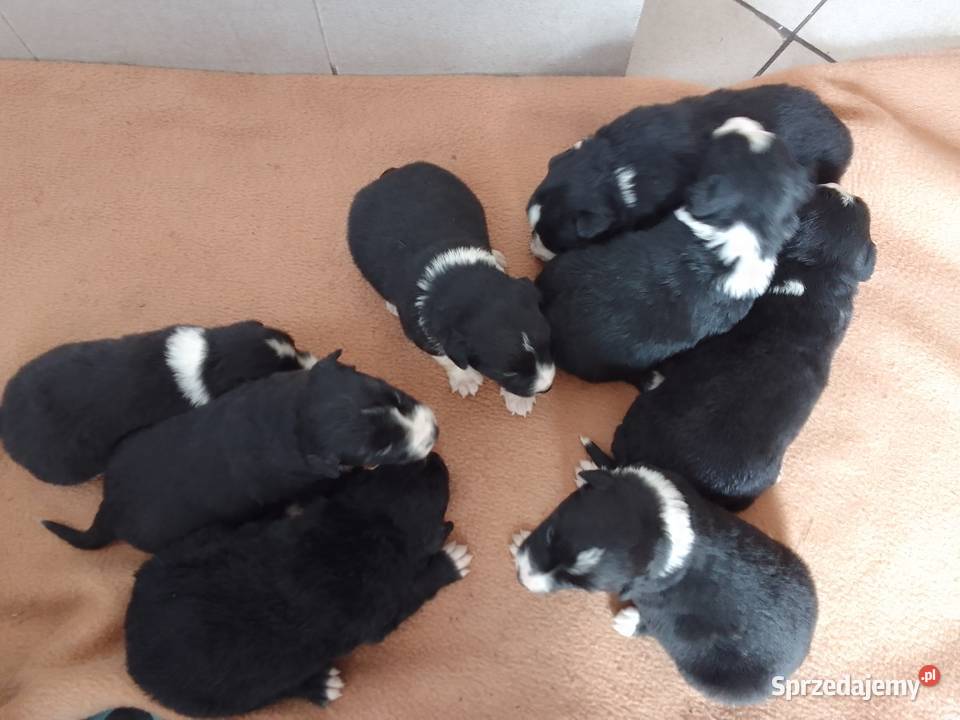 Sprzedam szczeniaki rasy Border collie pomorskie Kościerzyna