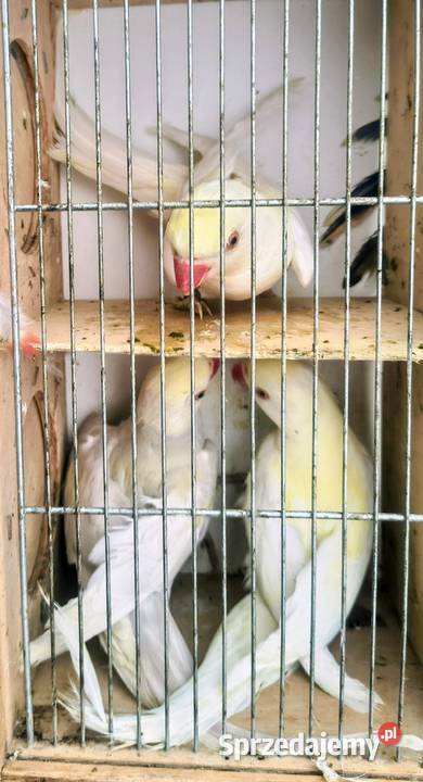 Papugi rózne Jaworowa