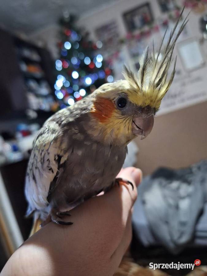 Nimfy ręcznie karmione Dzierzbin