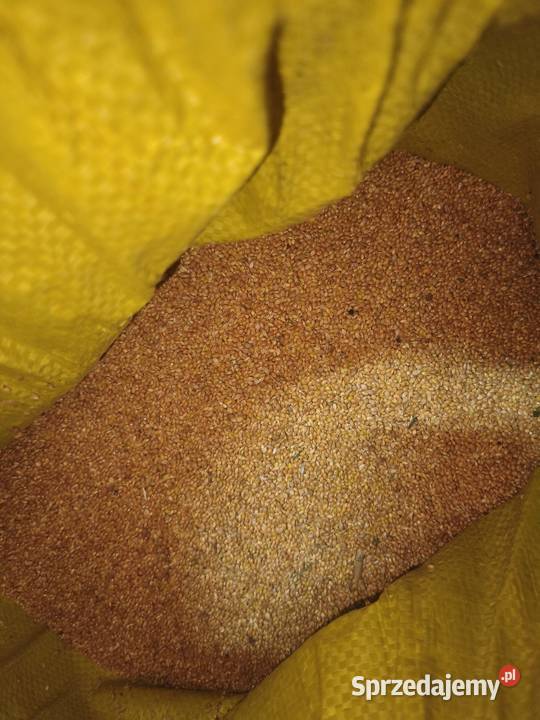 Sprzedam proso Zboża świętokrzyskie Pełczyce