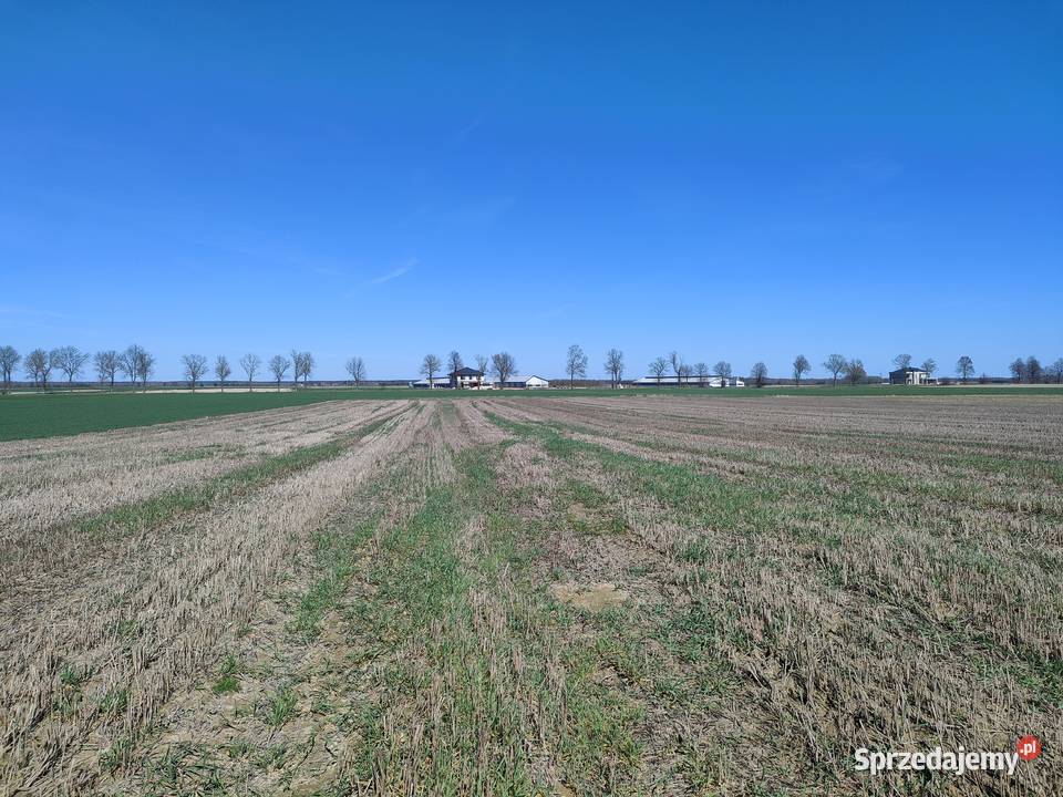 Działki rolne 5ha Ostrów LubelskiGłębokie Ostrów Lubelski