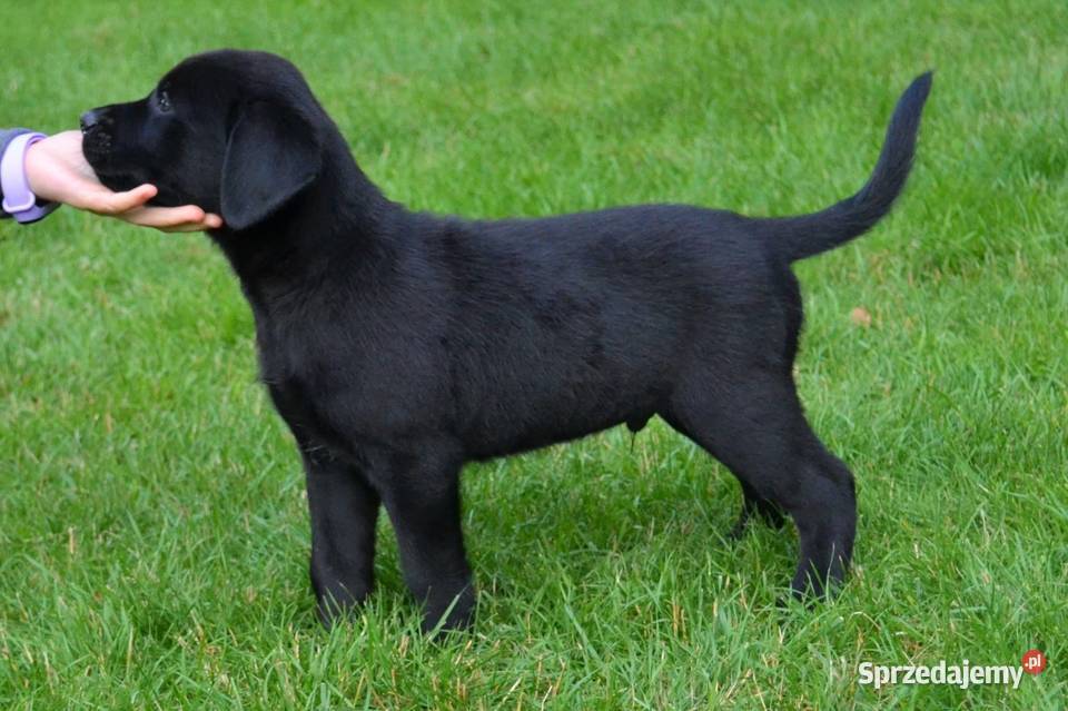 Szczeniaki Labrador Retriever czarne i biszkoptowe. Badania Genetyczne!