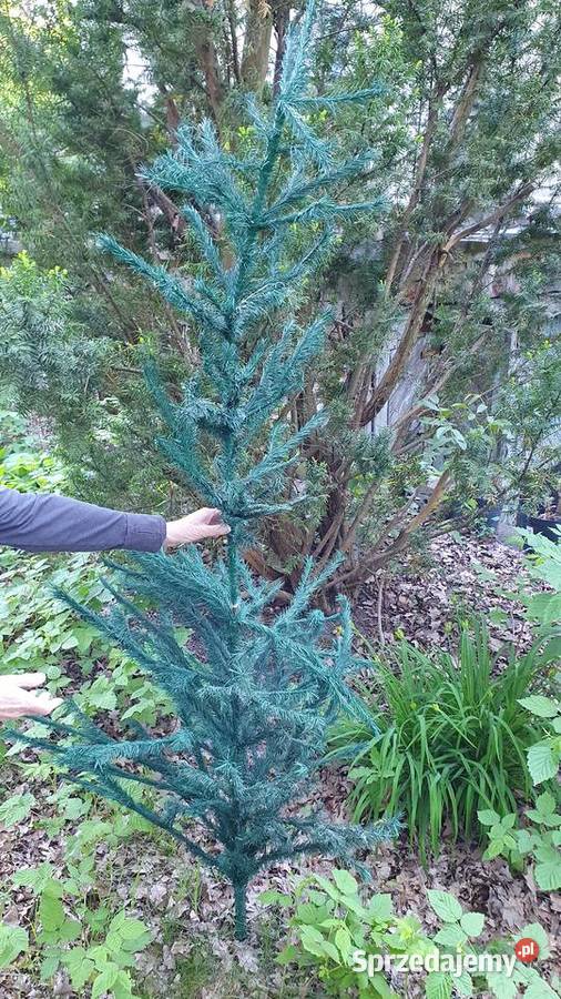 Choinka stara sztuczna PRL 2częściowa wkładana 2