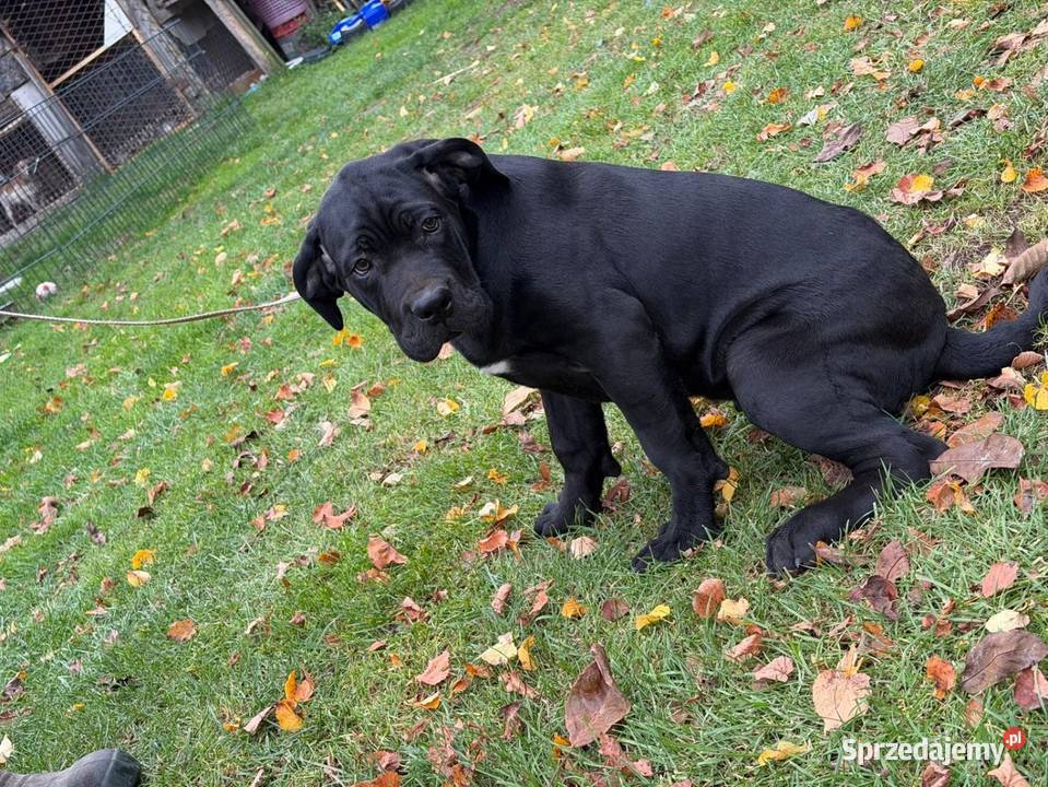 Cane Corso lubelskie Ryki
