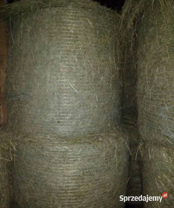 Siano w belach 100 bele Staszic