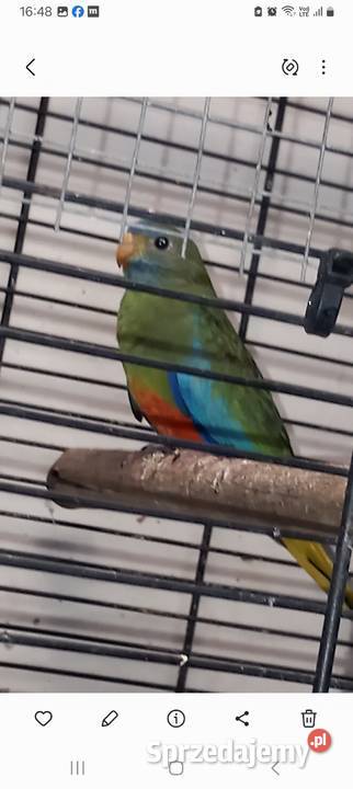 Łąkówki wspaniałe