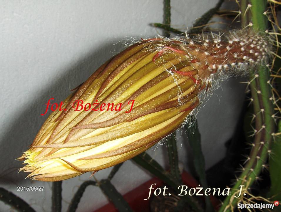 Królowa Jednej Nocy S Grandiflorus Epiphyllum Skawina