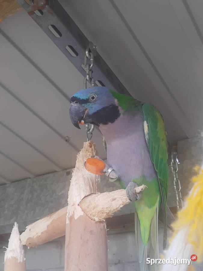 Aleksandretta chińska Parka Krzepice