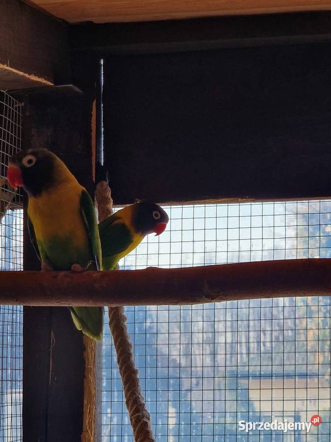 Nierozłączki czarnogłowe Stanisławów