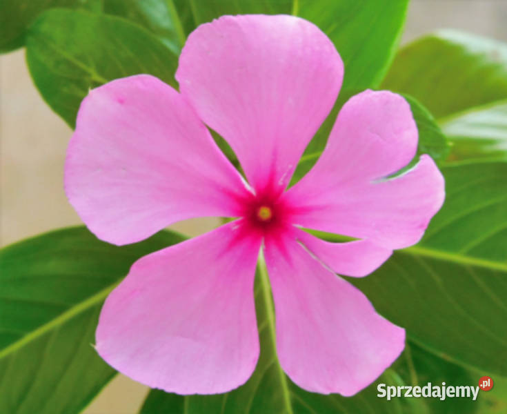 KATARANTUS RÓŻOWY Catharanthus roseus NASIONA