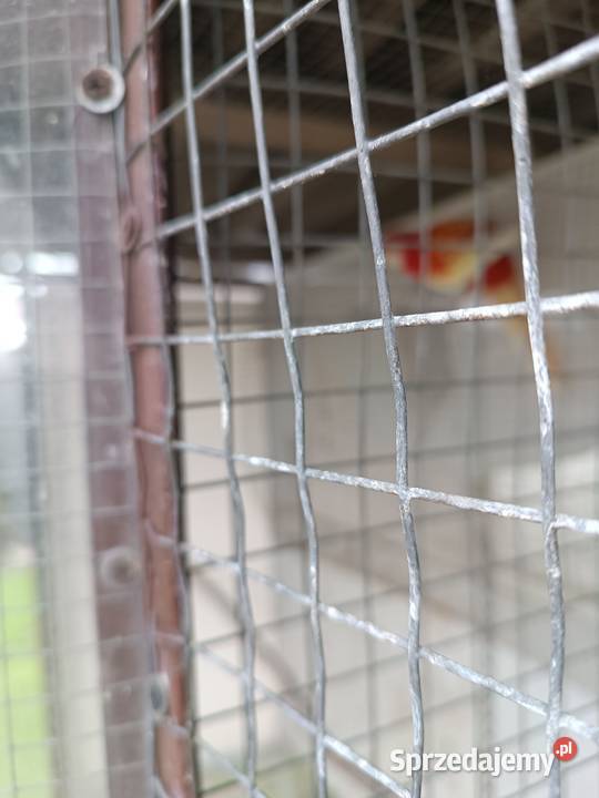 Rożele białolice opolskie Opole