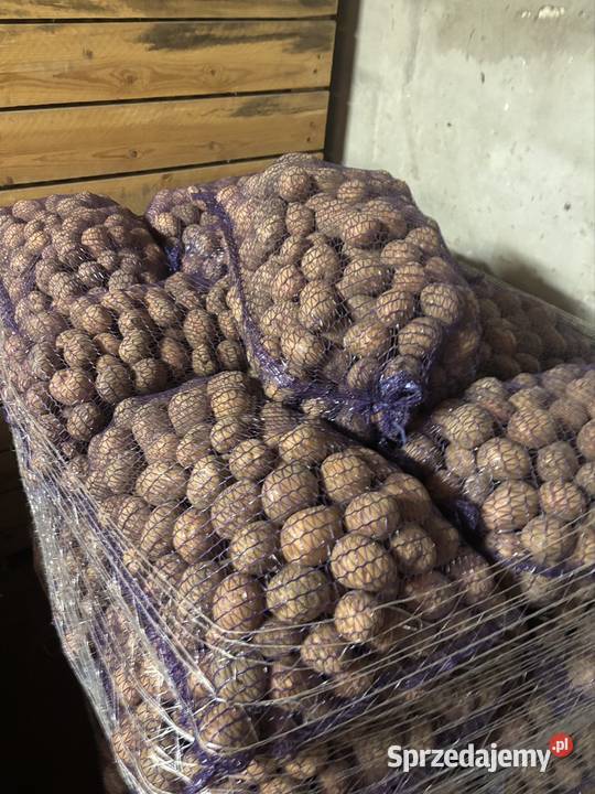 Ziemniaki 3545mm Bellarosa