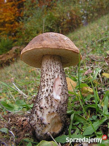 Grzybnia Koźlarz Babka Grzyby w Ogrodzie Poznań