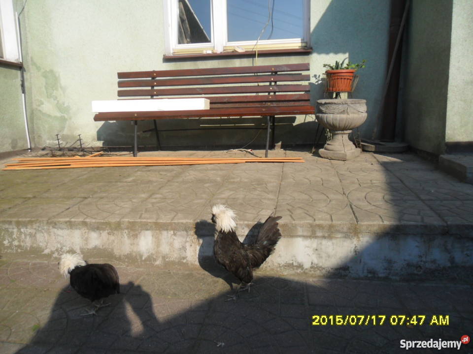 Koguciki Czubatka polska bezbroda Strzałkowo sprzedam