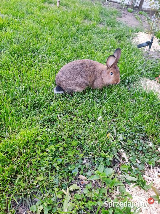 Króliki szary wiedeński Jarosław sprzedam