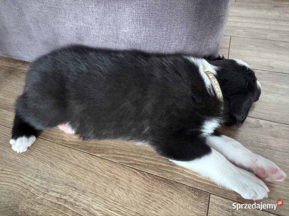 Border Collie suczka Kamień sprzedam