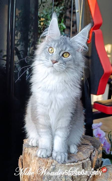 Czarny srebrzysty tikowany Maine Coon hodowlany