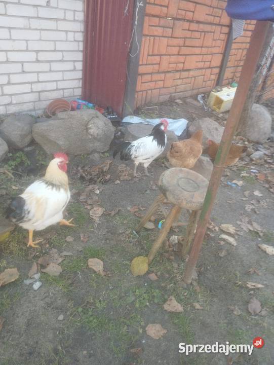 Sprzedam kogutka lakenvelder jeden podkarpackie Staniszewskie