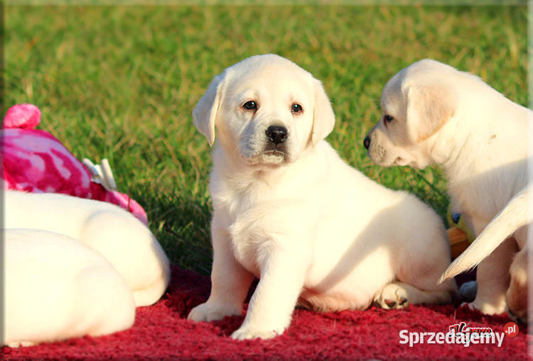 Labrador żółtebiszkoptowe szczenięta ZKWP FCI Labrador Chynów sprzedam